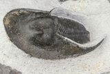 Bargain, Scotoharpes Trilobite - Boudib, Morocco #75569-4